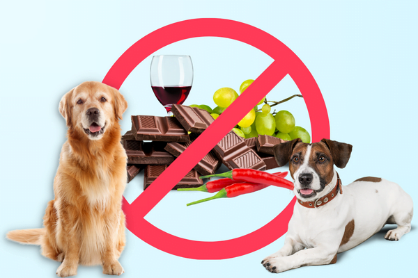 Top 20 Toxic Foods For Dogs