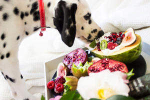 Can dogs live longer on Human food ?