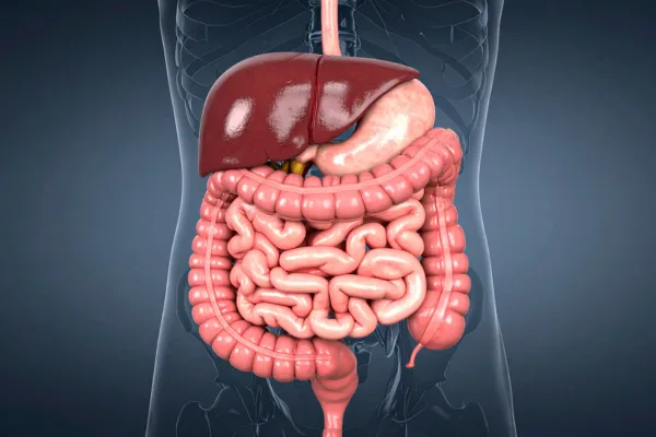 GLP-1 and Digestive Health: Gut Microbiome, Bloating and Motility